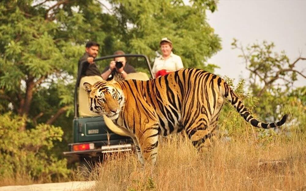 Rajasthan with Wildlife Tour