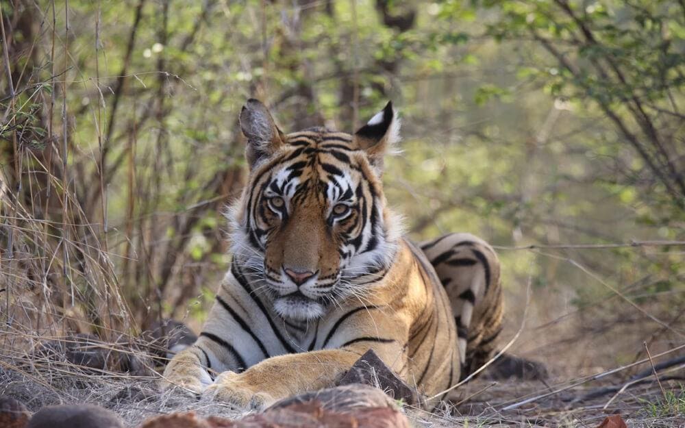 Rajasthan Tour for 5 Days